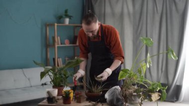 Yeni seramik bir kaba aloe vera nakleden bir adam. İlkbaharda çiçeklerin bakımı ve yeniden ekilmesi. Hobiler konsepti