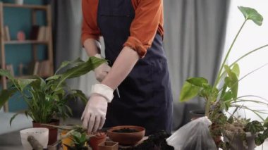 Kapalı bahçe evi kavramı. Beyaz bir adam oturma odasındaki masada yeni bir tencereye sulu bir şeyler naklediyor. Yakın plan.