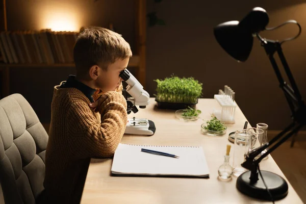 Child and science concept. School boy looking into microscope at his desk at home. Young scientist making experiments with plants. Copy space