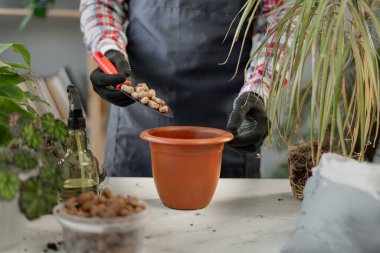Bahar bitkileri bakımı. Bahçıvan evdeki yeni çömleğe bitki naklediyor. Boşluğu kopyala
