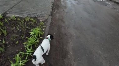Tatlı Jack Russell teriyer köpeği yağmurlu havada yürüyor, sevgili evcil hayvan. Üst görünüm