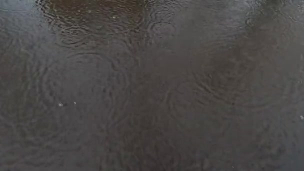 Chuva Cai Superfície Água Uma Poça Com Sombra Escura Reflexão — Vídeo de Stock