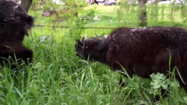 Μαύρες Κατσίκες Βοσκότοπο Κοντινό Πλάνο Οικόσιτων Ζώων Που Τρώνε Χόρτο Royalty Free Βίντεο Αρχείου