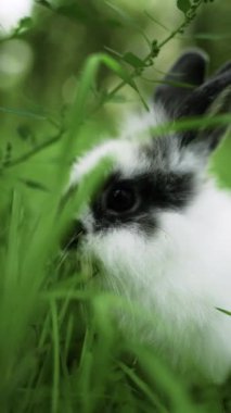 Sevimli yavru paskalya tavşanı yemek yiyor, çimenler doğanın arka planında. Yakın plan.