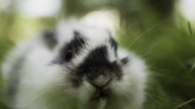 Hayvanlarla ilgilenmek. Yeşil ot yiyen sevimli küçük tavşan. Bahar tarlasında ev dekoratif tavşan. Yakın çekim, makro görünüm