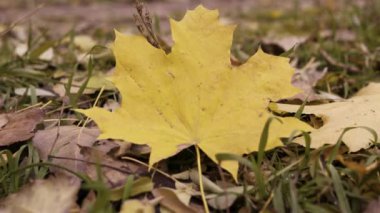 Yerde bir akçaağaç yaprağı var. Sonbahar yaprakları. Yakın plan.
