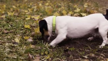 Ağır çekim. Köpek çukur kazıyor. Jack Russell Terrier sonbaharda bir çayırda oynuyor. Boşluğu kopyala