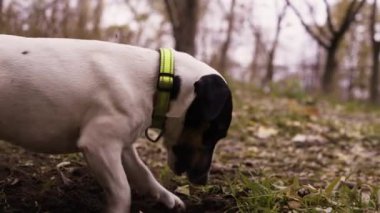 Köpek çukur kazıyor. Jack Russell Terrier doğada avlanıyor, yakın plan. Ağır çekim. Boşluğu kopyala