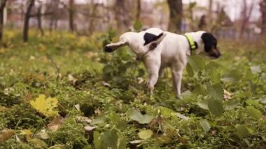 Jack Russell Terrier sonbaharda parkta işiyor ve doğa üzerinde yürüyor. Yakın plan.