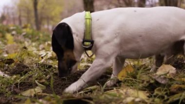 Sonbahar mevsiminde ormanda köpek kazıyor. Açık havada evcil hayvan. Yakın plan. Yavaş çekim