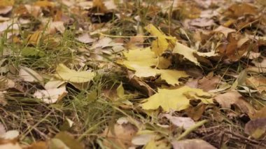 Ağır çekim. Sonbahar yaprakları yere düşer, rüzgarlı bir günde akçaağaç yaprakları rüzgarda uçuşur. Ekim arkaplanı