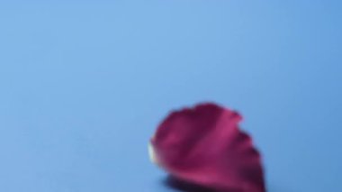 Tek kırmızı gül yaprağı, mavi yüzeye yavaşça inerek canlı renklerle pürüzsüz arkaplan arasında bir tezat oluşturuyor. Yakın çekim hassas dokuyu yakalar, aşkı ve zarafeti sembolize eder..