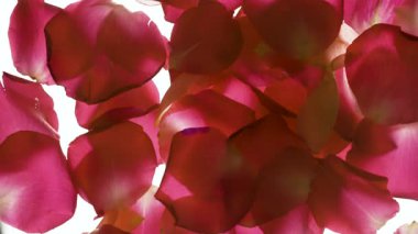 Şeffaf arka planda uçan kırmızı gül yaprakları, sevgililer günü kutlaması ve romantizmi kavramını kapat. Yakın plan.