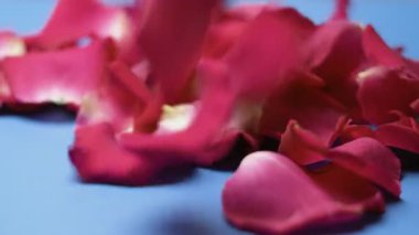 Güllerin çiçek rengi arka planı. Aşkın duvar kağıdı, mavi arka plana düşen gül yaprakları. Yakın plan.