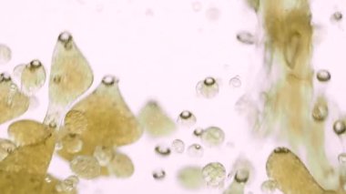 Yavaş Yağ Hareketi ve beyaz arka planda suda hava kabarcıkları. Köpüklü sıvı. Macro Shot. Yakın plan.