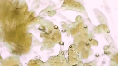 Yavaş Yağ Hareketi ve beyaz arka planda suda hava kabarcıkları. Köpüklü sıvı. Macro Shot. Yakın plan.