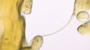 Yağ suya dökülür, yağlı baloncukları berrak bir sıvıyla serbest bırakır, zengin, yağlı dokuyla soyut sıvı arkaplanı oluşturarak görsel efekt yaratır.