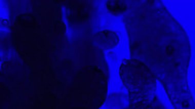 4K makro siyah yağ akış videosu mavi zemin üzerinde su, yağlı siyah doku ve yoğun görsel derinlik için yağ girdapları oluşturur