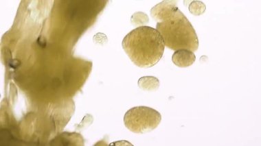 Suya akan yağ küçük kabarcıklar, yüzen desenler ve katmanlı dokular, yağlı sıvı dinamiğinin makro çekimi, sıvılar arasında kontrastlık kavramı yaratır. Makro çekim