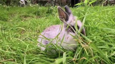 Küçük tavşancık çayırda yeşil çimen yiyor. Evin dekoratif şirin küçük tavşanı dışarıda besleniyor. Yeşil çimlerin üzerinde beyaz-siyah tavşan. Boşluğu kopyala
