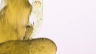 Su kabarcıkları, pürüzsüz doku ve büyüleyici hareket, bilim konsepti, fizik ve su geçirmez sıvıların güzelliği ile harmanlanmış yağ, makro sahne. Boşluğu kopyala