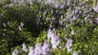 Şehir parkında çiçek açan leylak çalıları. Bahar zamanı konsepti. Boşluğu kopyala