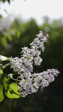 İlkbaharda parkta leylak çiçekleri açar. Çiçekli leylak çalısı. Boşluğu kopyala