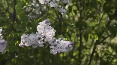 Leylak çiçekleri, yakın plan. Parkta mor çiçekler tomurcuklanır. bahar doğal arkaplanı