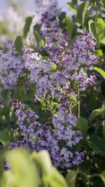 Şehir parkında çiçek açan leylak çalılar, leylak çiçekleri, yakın plan.