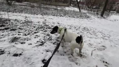 Karda köpek Jack Russell Terrier ile yürüyüş, kışın yürüyüş. yakın plan