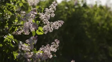 İlkbaharda leylak dalı açar. mor leylak çiçekleri. Çiçekli mor leylaklar. Boşluğu kopyala