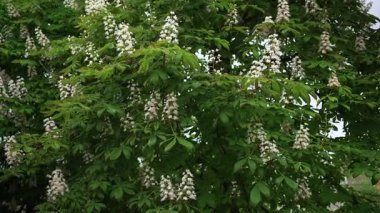 Çiçek açmış bir kestane ağacının dalına yaklaşırsan, bitki rüzgarda sallanır..