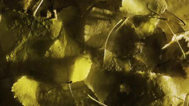 Yağmur altında düşen sarı yapraklar. Doğal sonbahar arkaplanı. Yağmurlu hava tahmini. Boşluğu kopyala