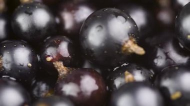 Dönüşümlü taze siyah kuş üzümü yığını. Organik vitamin ürünü. Sağlıklı gıda kavramı. Yakın plan.