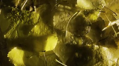 Sonbahar havası. Sonbahar yapraklarına yağmur yağıyor. Yapraklar. Düşen yapraklar. Sonbahar sezonu. Boşluğu kopyala