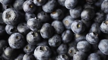 Sağlıklı ve vejetaryen gıda konsepti. Yaban mersinleri hareket halinde, yakın plan. Böğürtlen arka planı