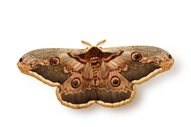 İmparator Güve - Beyaz arka planda Saturnia pavonia