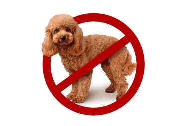 Beyaz arka planda yasak işareti olan bir köpek.