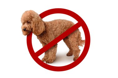 Beyaz arka planda yasak işareti olan bir köpek.