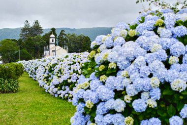 Sete Cidades kasabasındaki kilise ve arka planda yaz günü bulutlu gökyüzü boyunca çiçek açan ortanca çiçeklerini görmek. Azores, Sao Miguel Adası. Portekiz. Seyahat ve turistik yerler