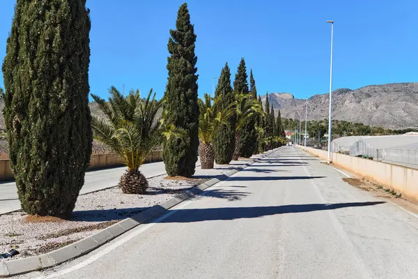 Palm tree and Cypress trees lined road against rocky mountain view. Spain