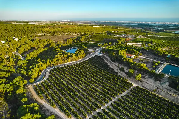 在阳光明媚的夏日 空中俯瞰被树木环绕的农田 西班牙科斯塔布兰卡 免版税图库照片