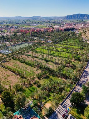 Palmeral de Orihuela 'nın ya da palmiye koruluğunun havadan görünüşü, kentsel yayılma ve berrak İspanyol gökyüzünün altındaki dağlık zemin altında yemyeşil bir vaha.