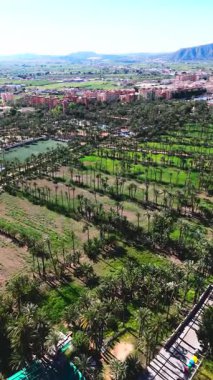 Palmeral de Orihuela 'nın ya da palmiye koruluğunun havadan görünüşü, açık İspanyol gökyüzü altında kentsel yayılma ve dağlık zemin arasında yemyeşil bir vaha. Costa Blanca, Alicante Eyaleti