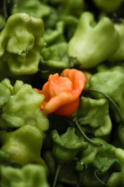 Rose-like peppers in a local market