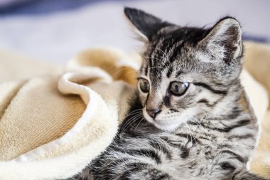 Evdeki yumuşak kanepede dinlenen sevimli gri kedi yavrusu..