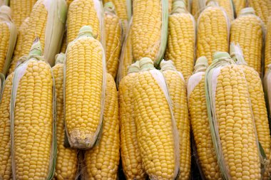 Taze mısır kulağı koleksiyonu.