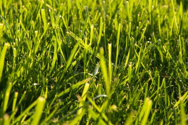 Doğal bir ortamda taze yeşil çimlere yakın durun.