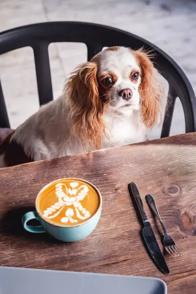 Şövalye Kral Charles Spaniel bir kahve dükkanında kahve içerken..