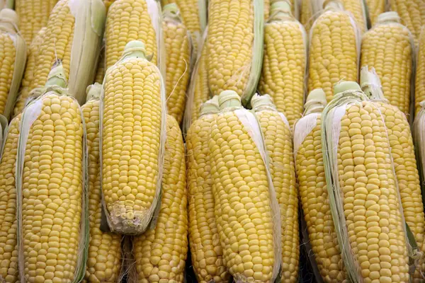 Taze mısır kulağı koleksiyonu.
